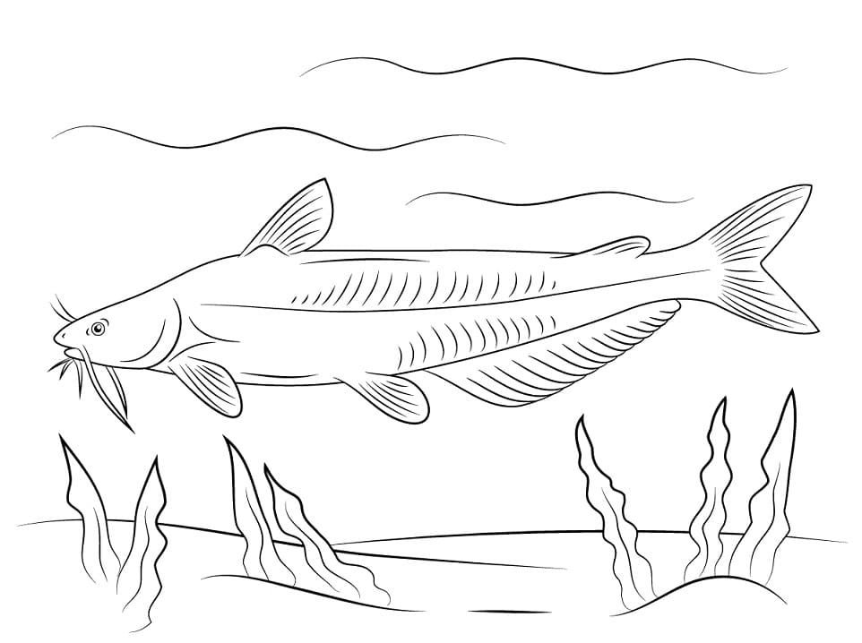 Blue Catfish Coloring Page