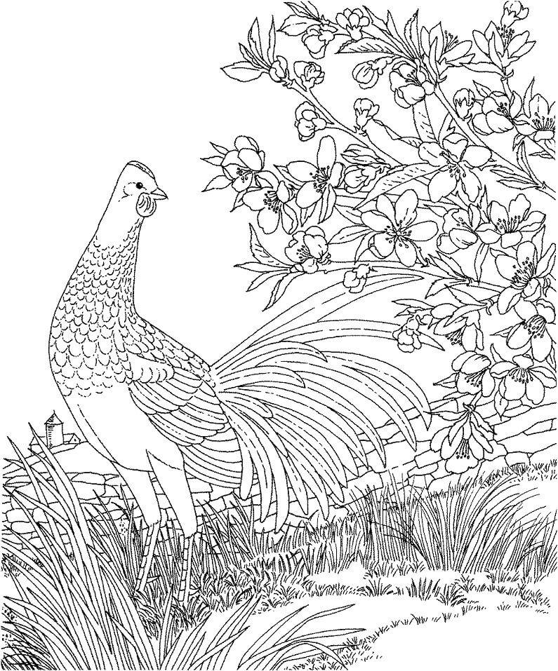 Blue Hen Coloring Page