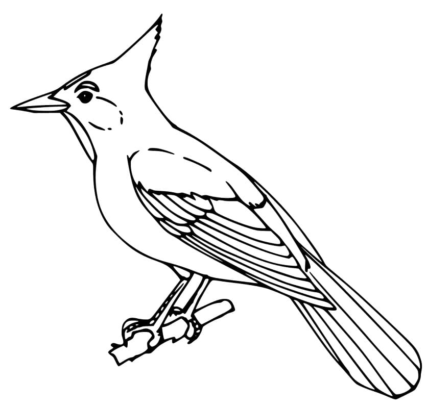 Blue Jay 1 Coloring Page