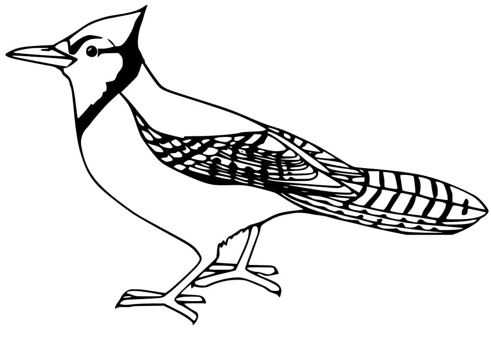 Blue Jay 2 Coloring Page