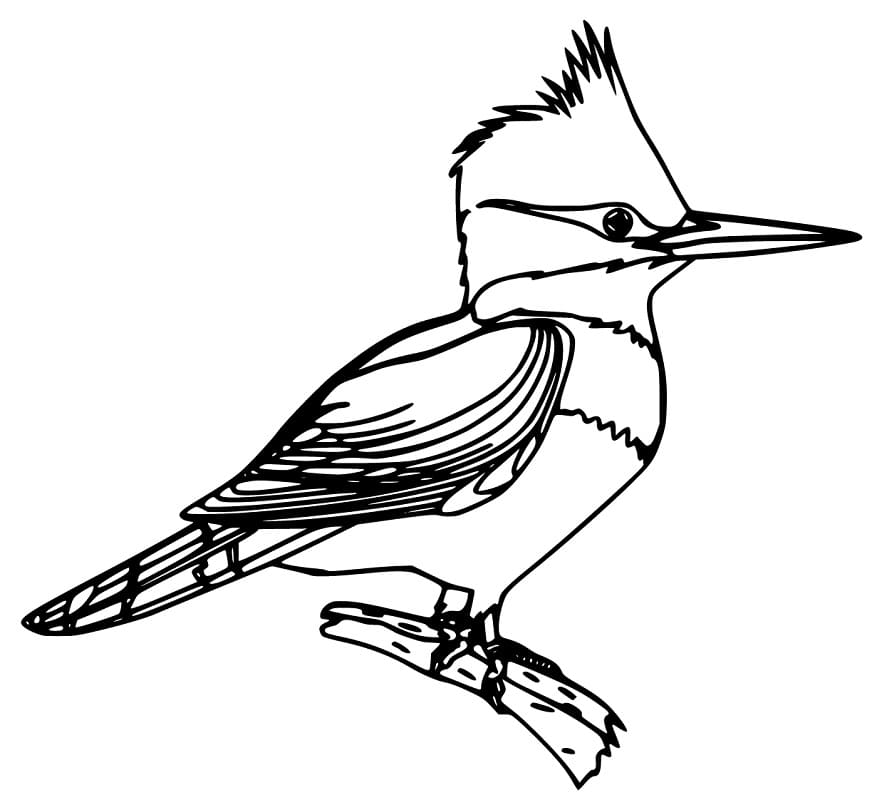 Blue Jay 3 Coloring Page