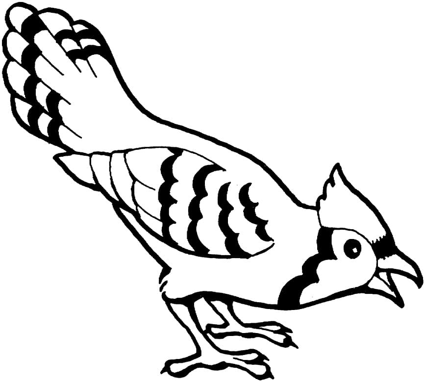 Blue Jay Bird Coloring Page