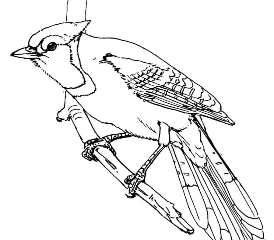 Blue Jay on a Branch Coloring Page