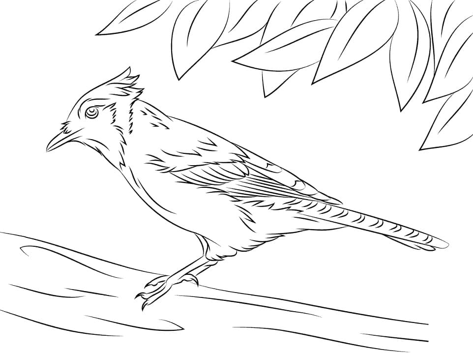 Blue Jay on a Tree Coloring Page