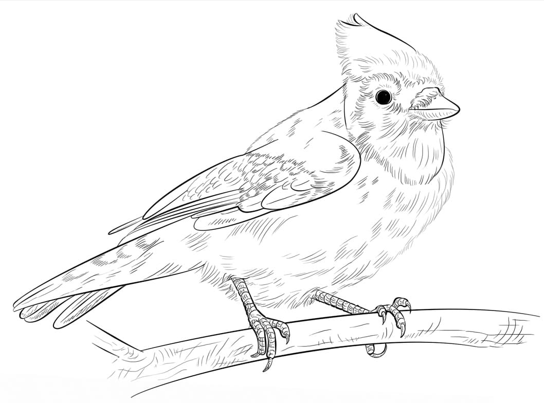 Blue Jay on Branch Coloring Page