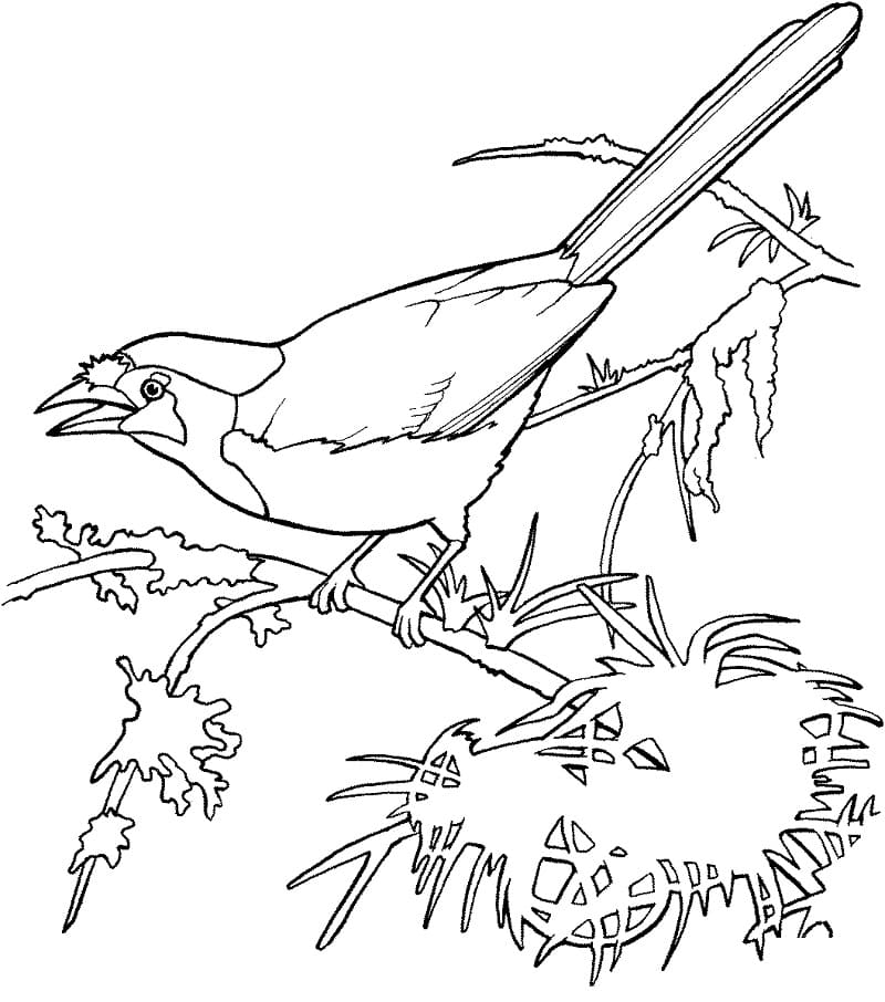 Blue Jay on Tree Coloring Page