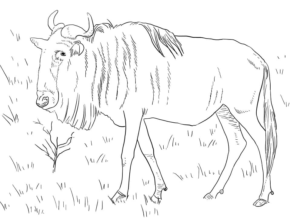 Blue Wildebeest Coloring Page