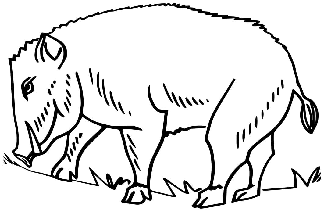 Boar on Ground Coloring Page