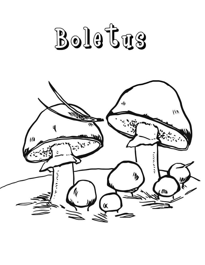 Boletus Mushrooms