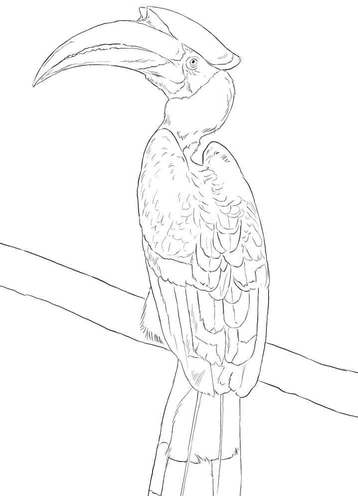 Borneo Hornbill