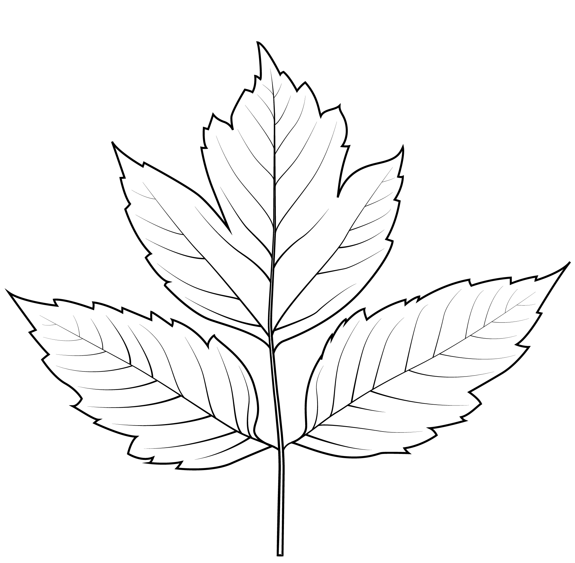 Box Elder Leaf