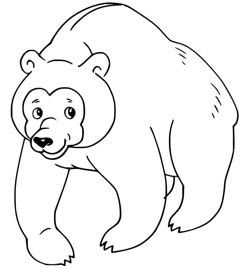 Brown Bear 14