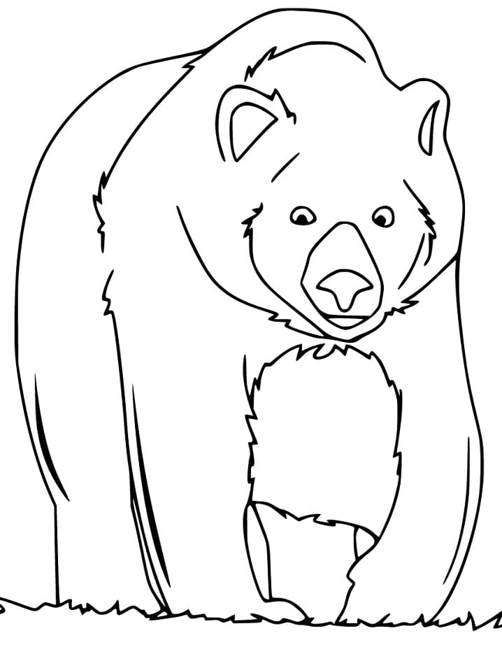 Brown Bear 18