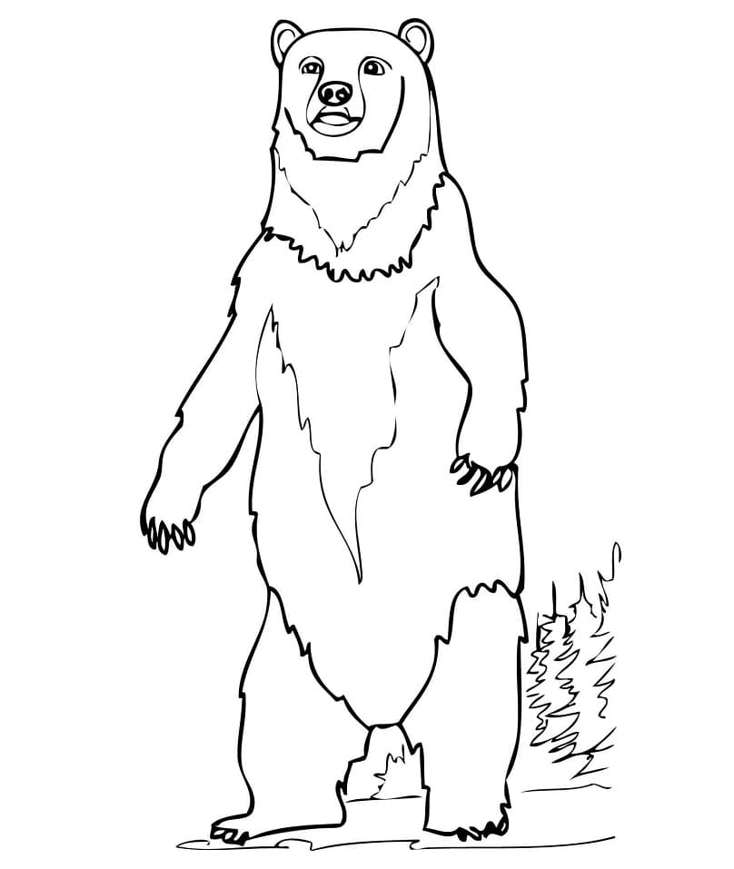 Brown Bear Standing Coloring Page
