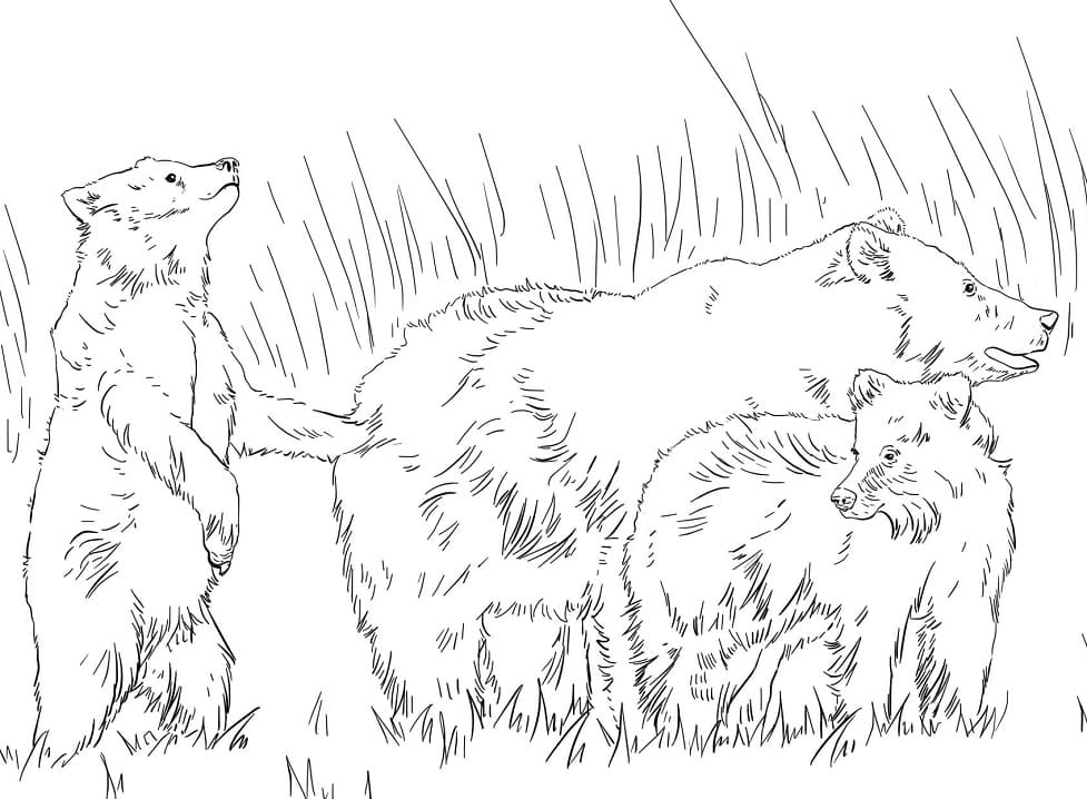 Brown Bears Coloring Page