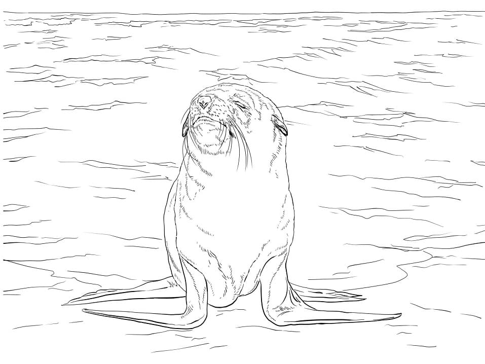 Brown Fur Seal 1 Coloring Page