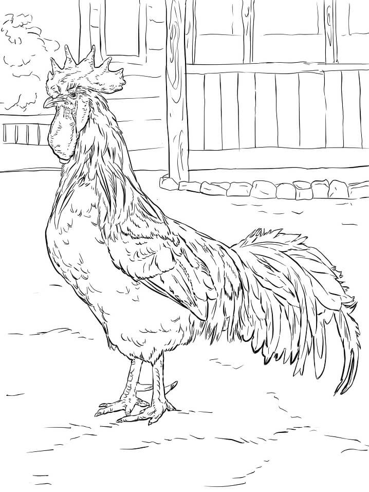 Brown Leghorn Rooster 1 Coloring Page