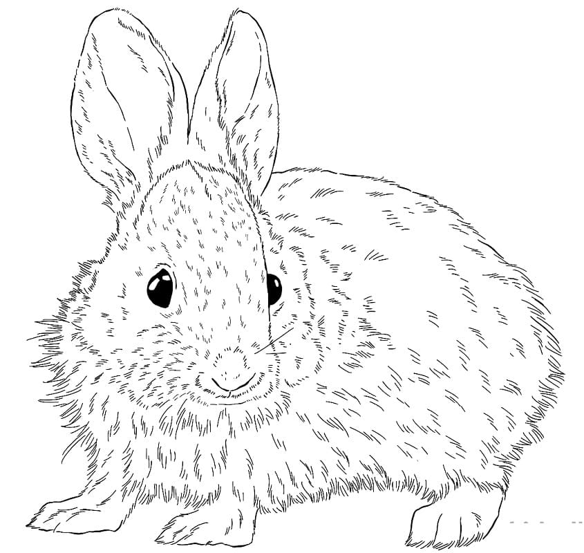 Brush Rabbit Coloring Page