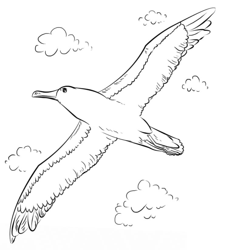 Buller’s Albatross Flying
