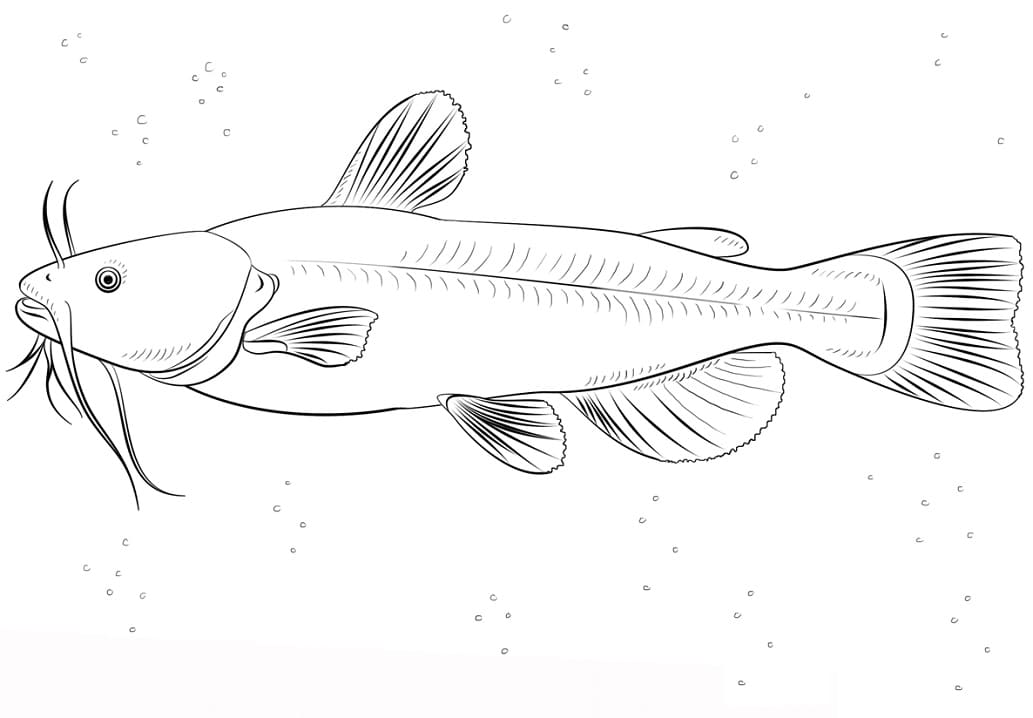 Bullhead Catfish Coloring Page