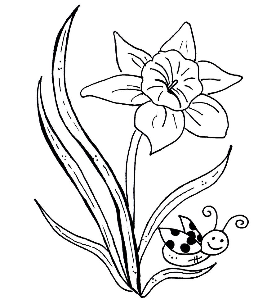 Butterfly And Daffodil Flower Coloring Page