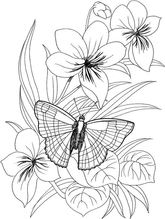 Butterfly Flower Coloring Page