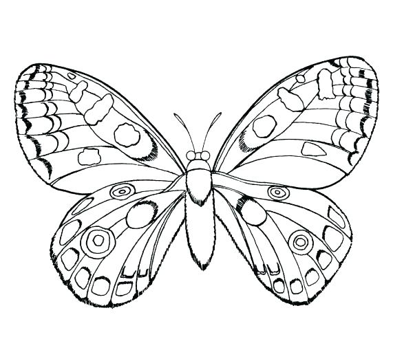 Butterfly Insects Coloring Page