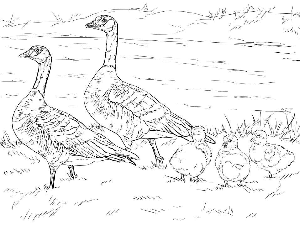 Cackling Goose Family