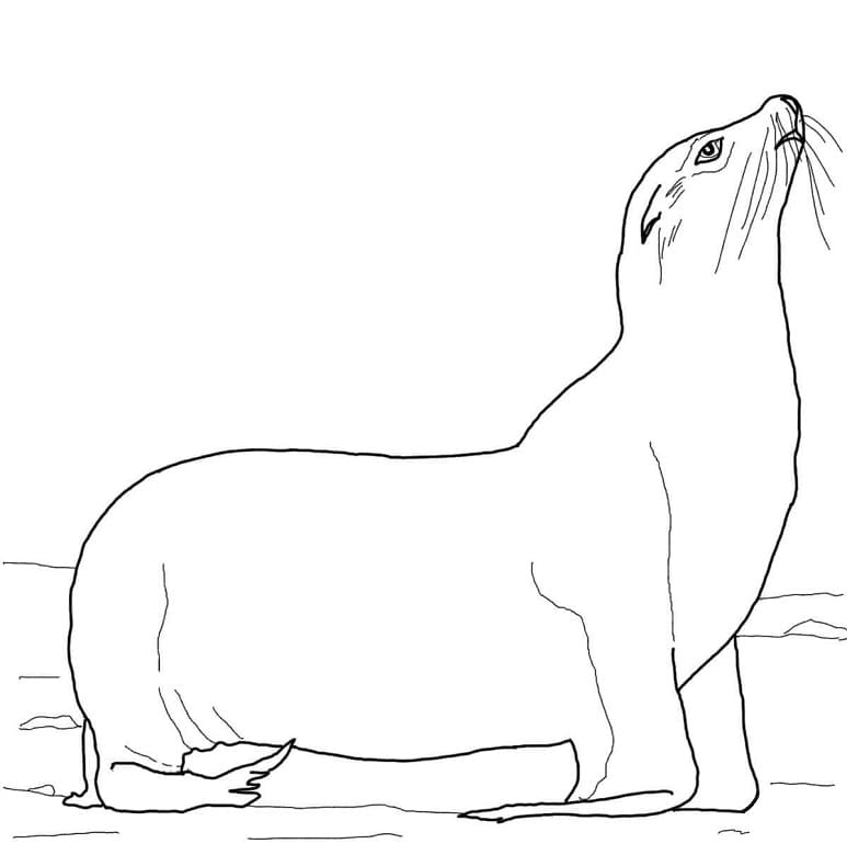 California Sea Lion 1