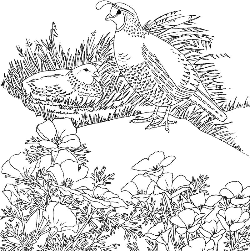California Valley Quails Coloring Page