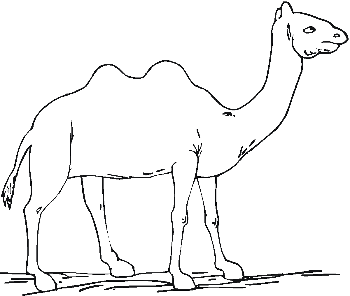 Camel Color Page