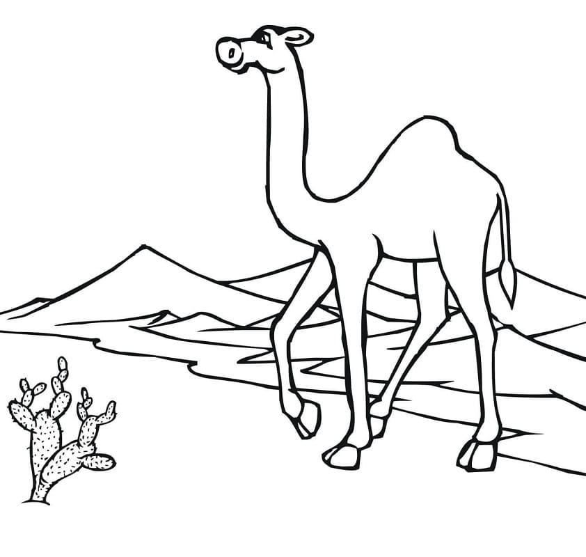 Camel on Desert Coloring Page