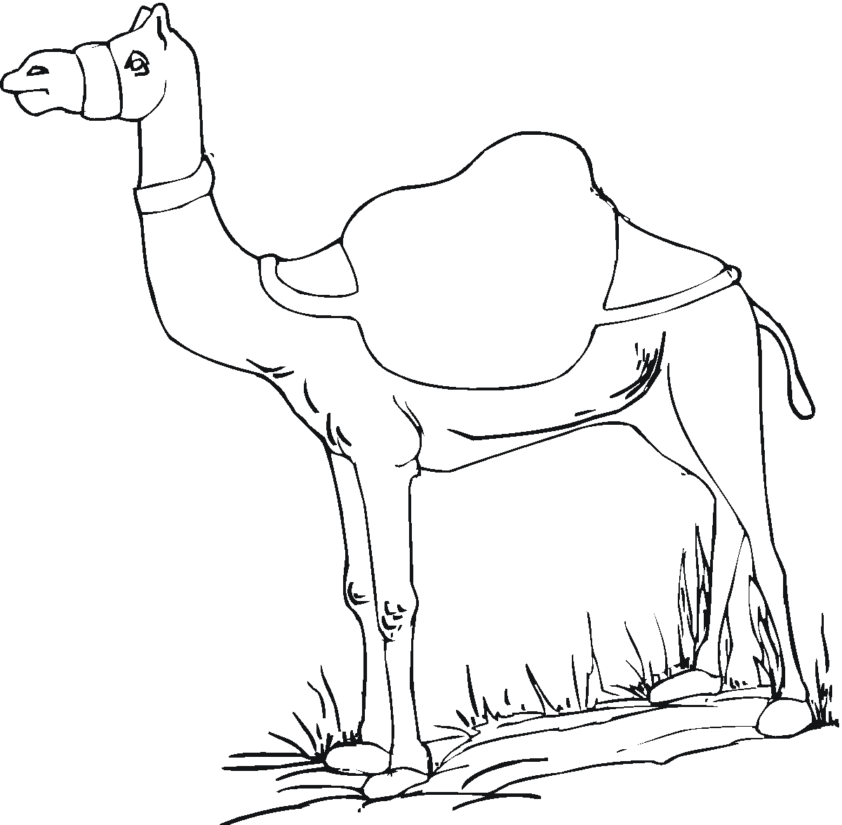 Camel Photos