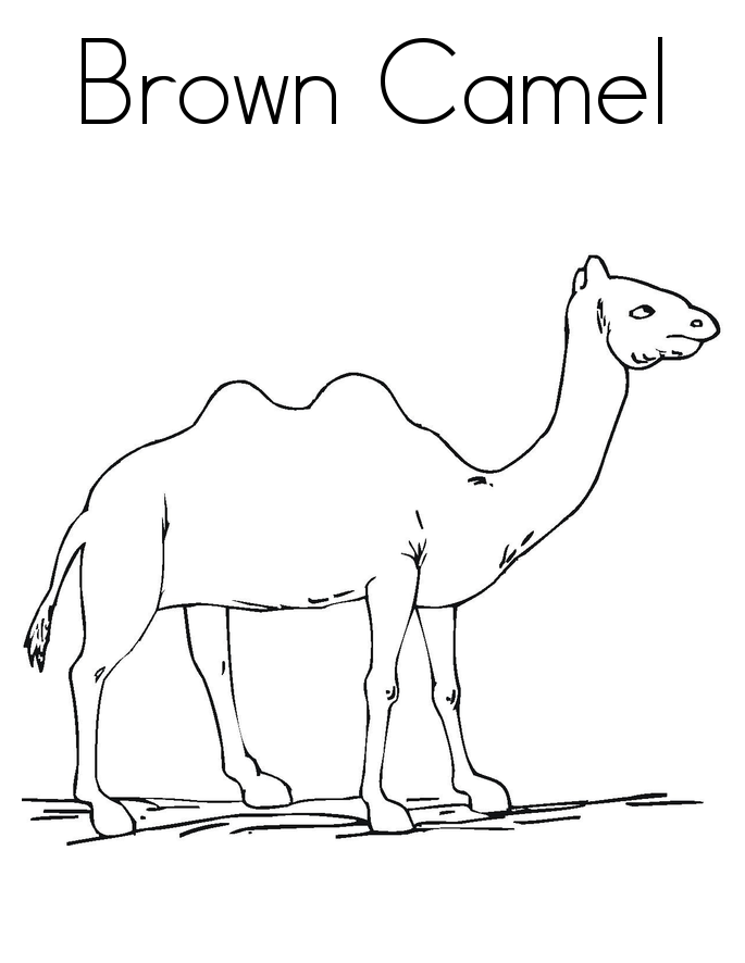 Camel Pictures