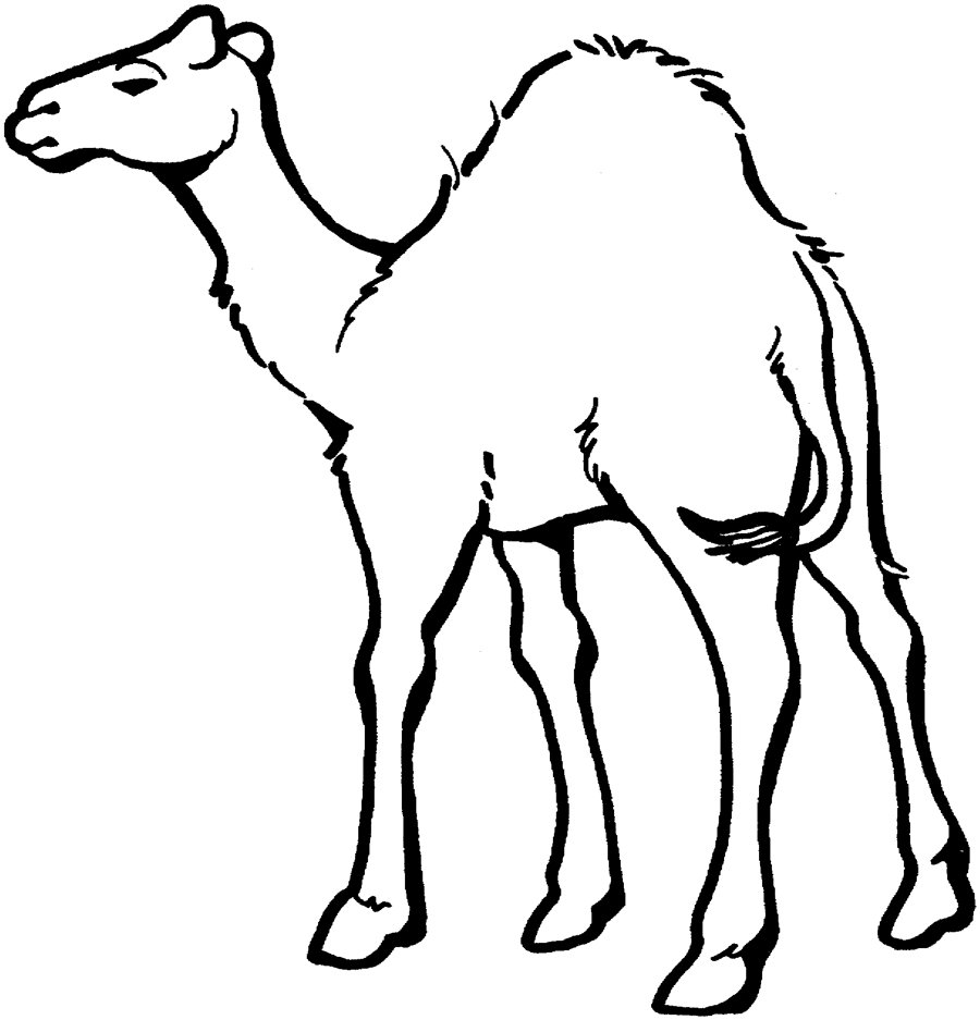 Camel Preschool S Zoo Animalsdfd2 Coloring Page