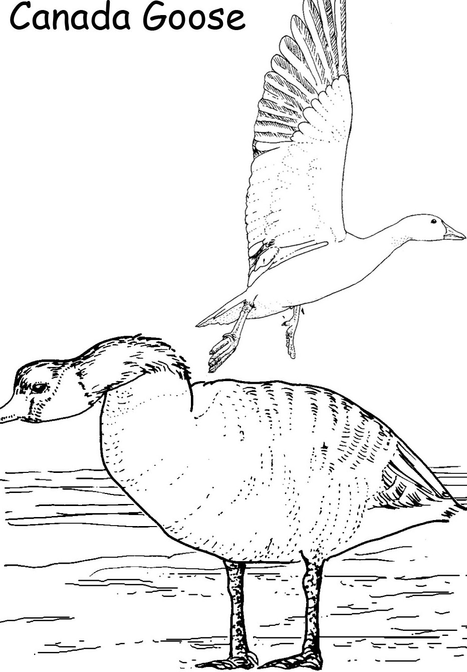 Canada Goose Printable Animal S648f Coloring Page