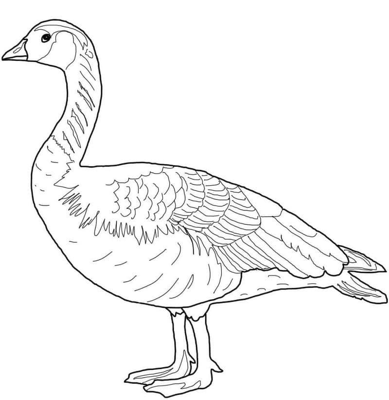 Canada Wild Goose