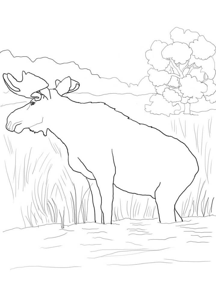 Canadian Moose Coloring Page