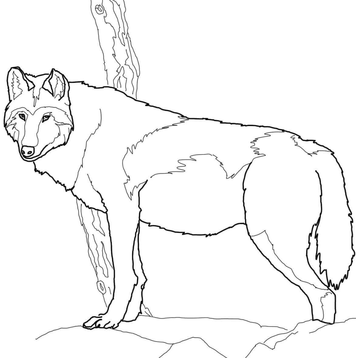 Canadian Timber Wolf Coloring Page