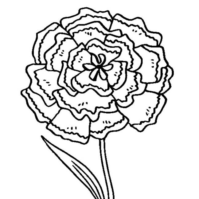 Carnation Flower Printable
