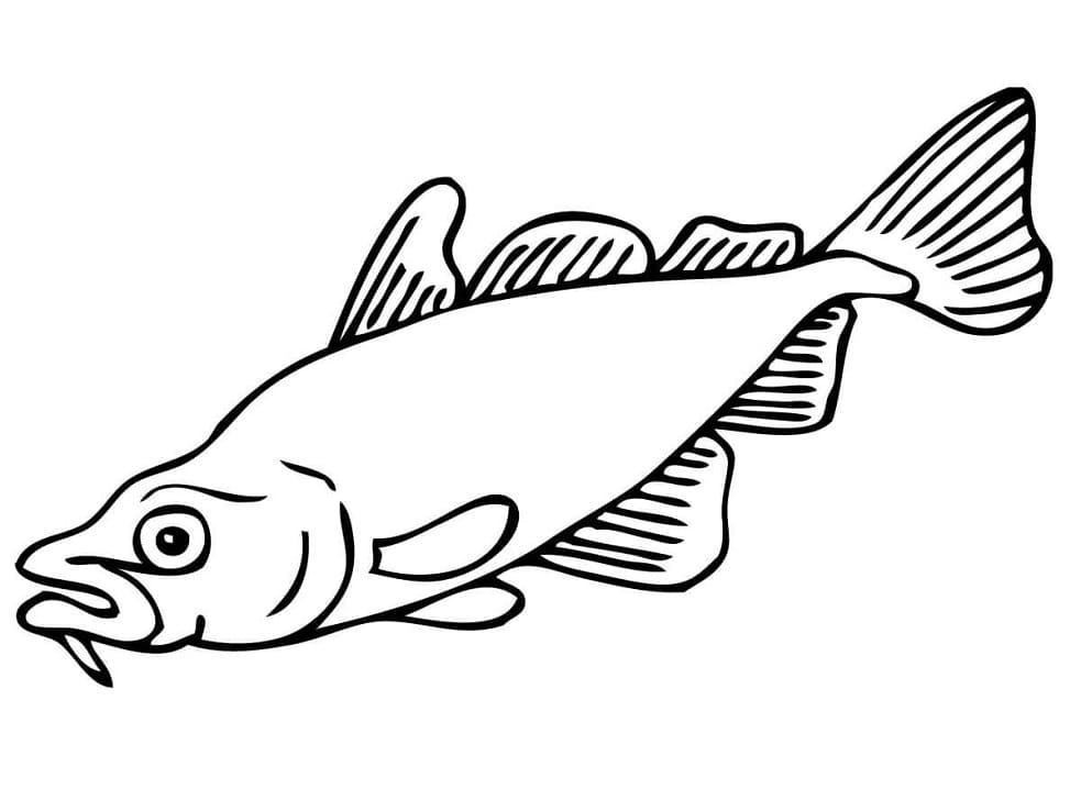 Carp Fish