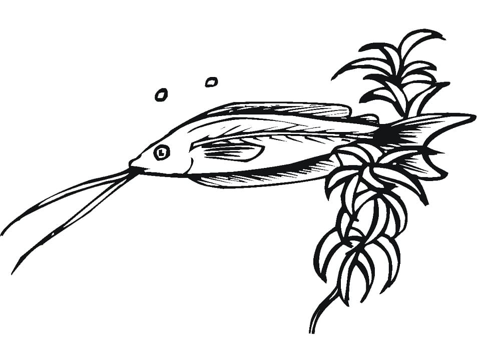 Catfish 1 Coloring Page