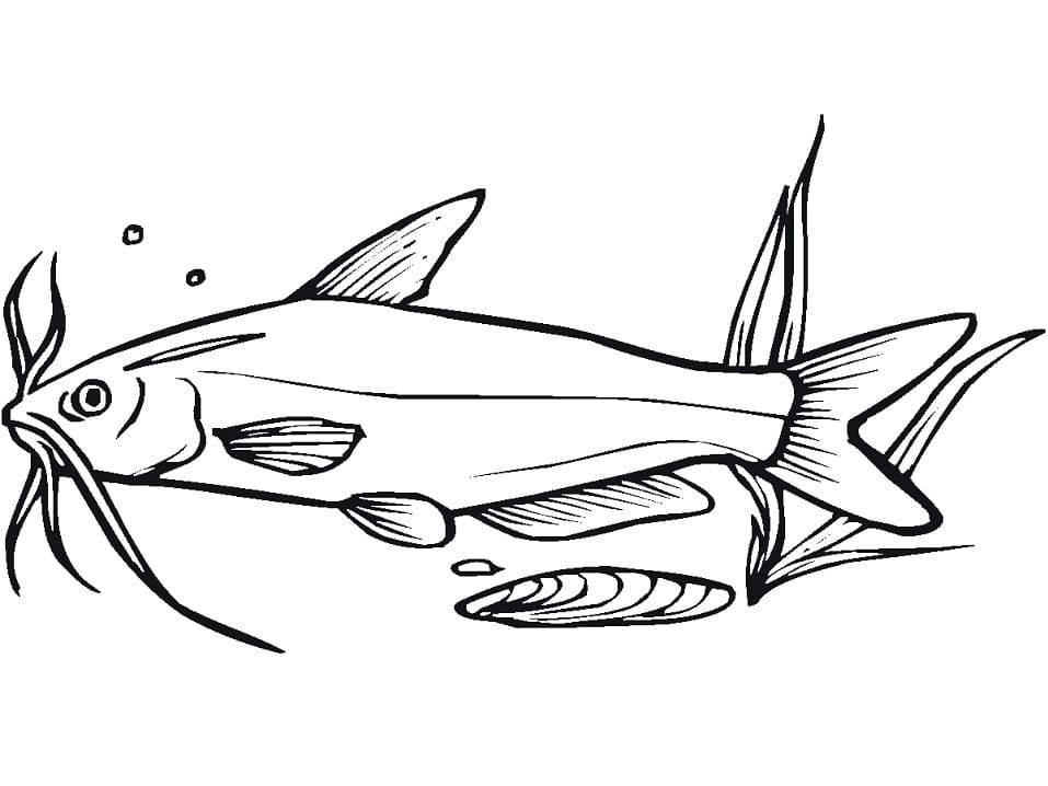 Catfish Swimming Coloring Page