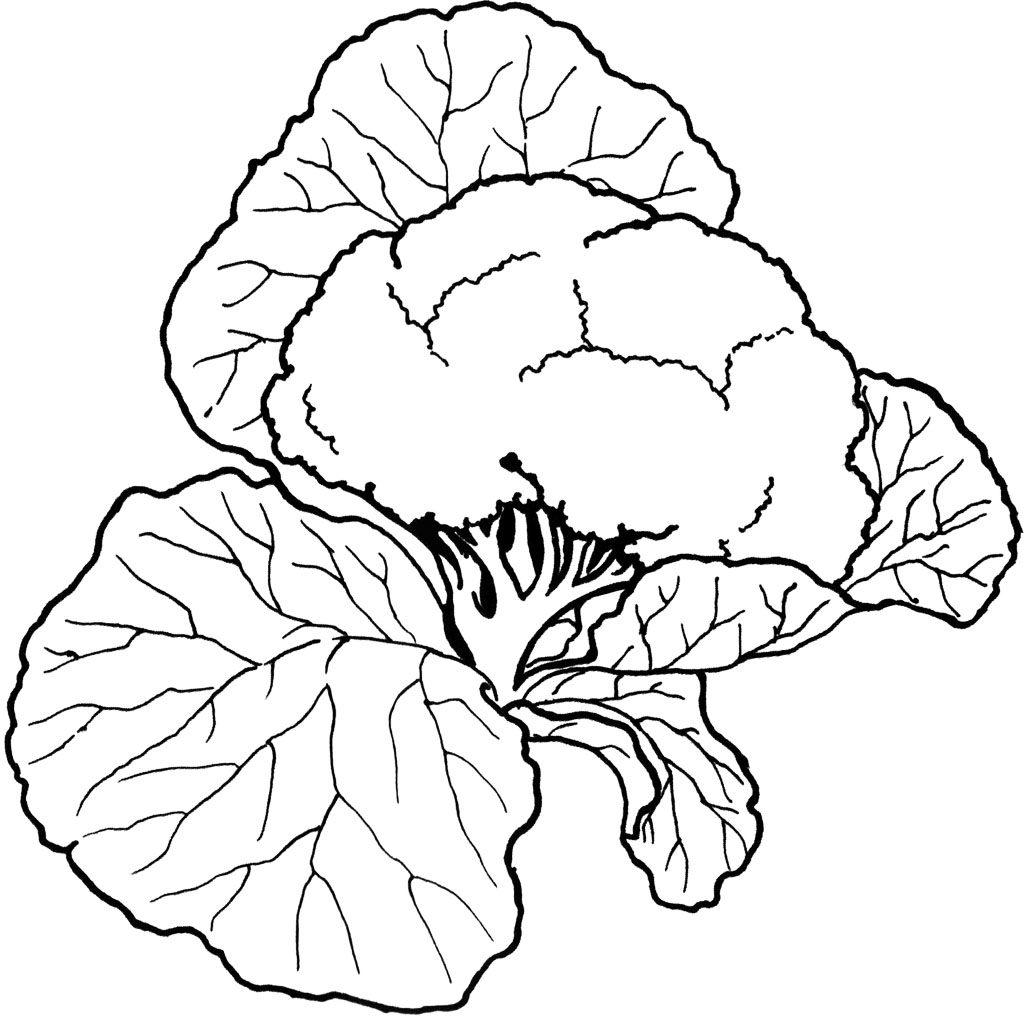 Cauliflower Vegetables Coloring Page