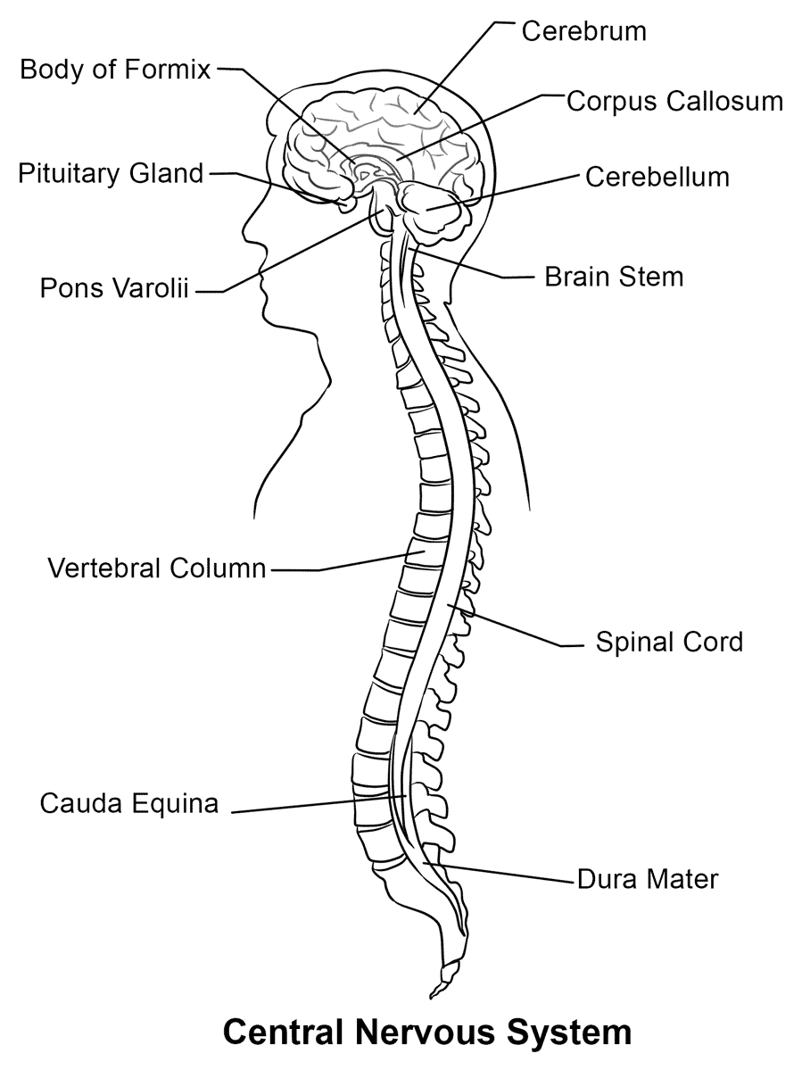Central Nervous System Coloring Page