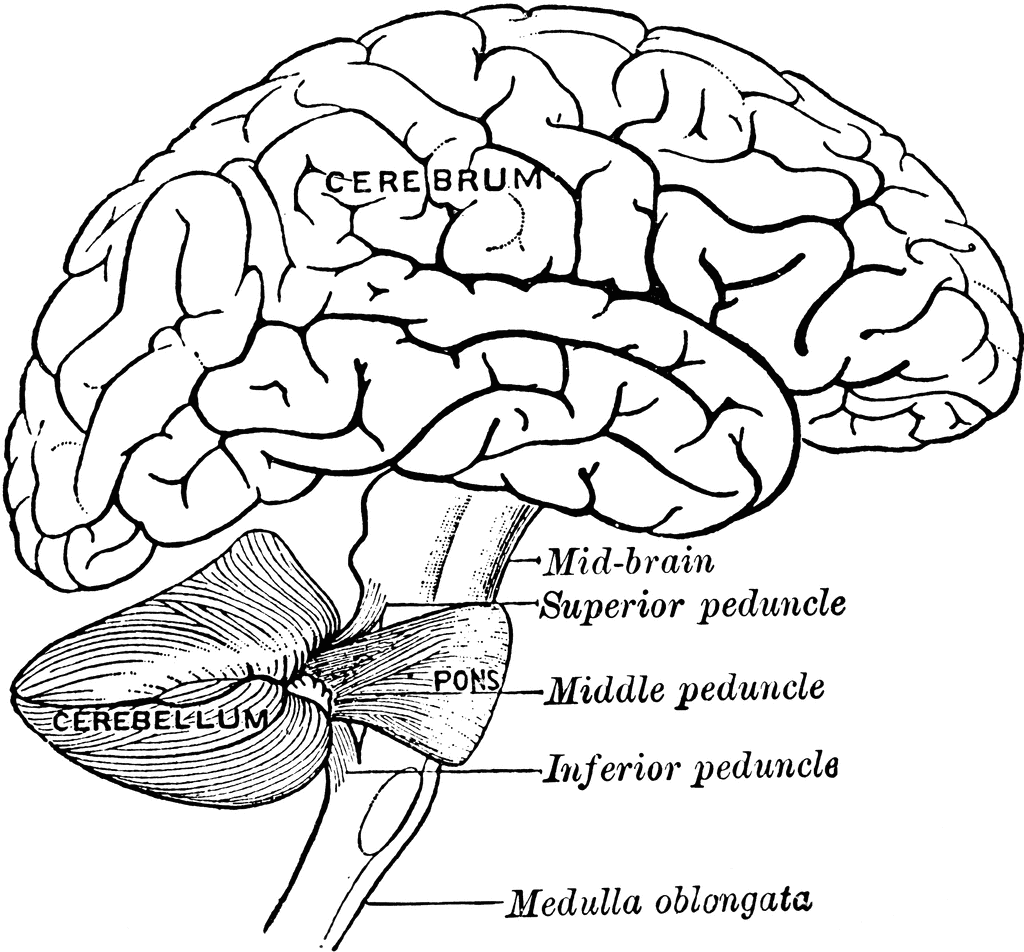 Cerebrum Brain Anatomy