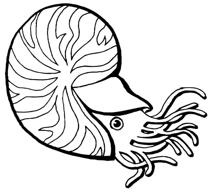 Chambered Nautilus 1