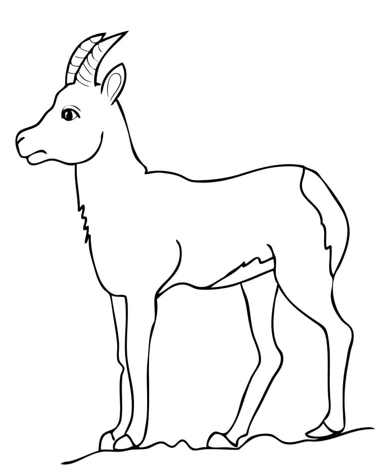 Chamois Goat Antelope Coloring Page