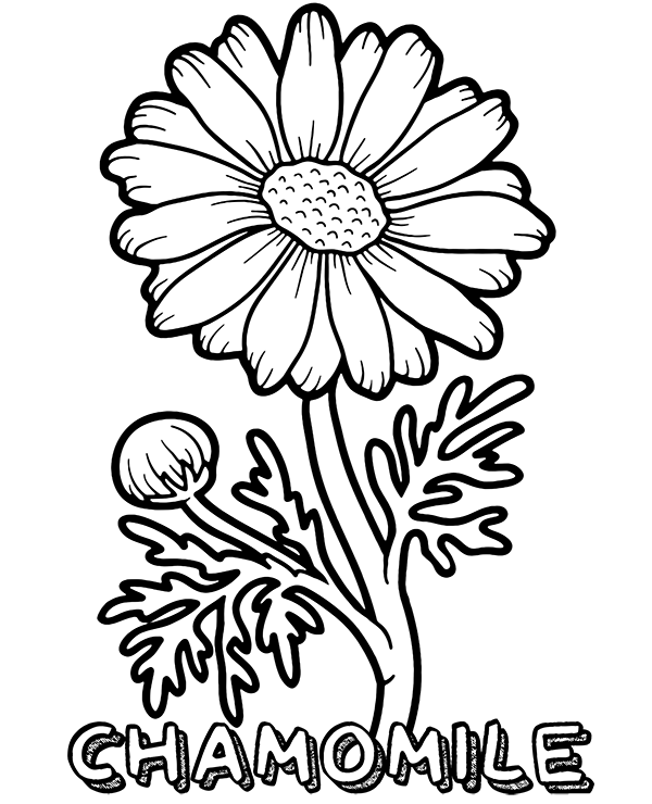 Chamomile Flower Coloring Page