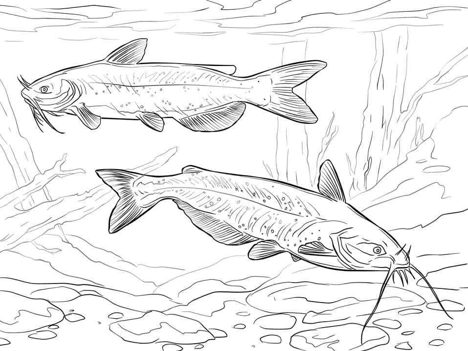 Channel Catfishes Coloring Page